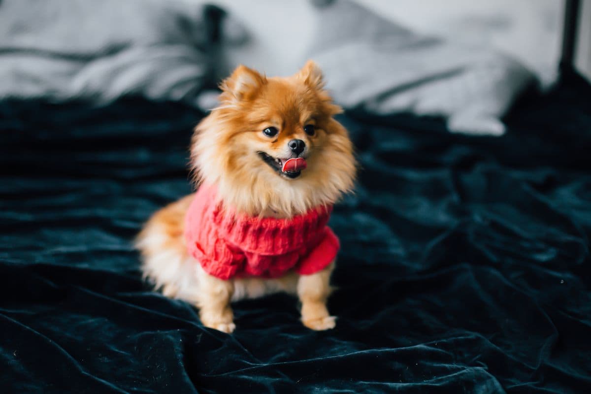 Pomeranian in a red knitted sweater sitting on a dark velvet bed